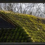 Éliminer les mousses résistantes de votre toit